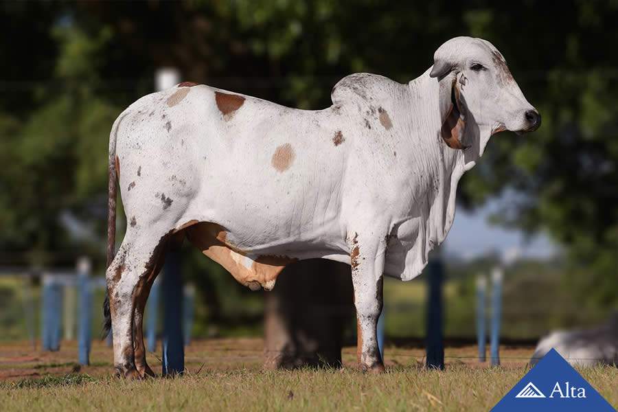 Alta apresenta touros de alta fertilidade durante ExpoGenética 2020