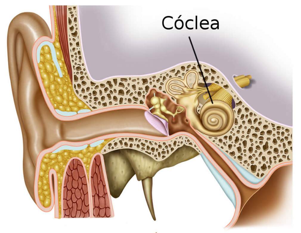 Localização da cóclea dentro do ouvido interno - Ilustração: Alexilus / Shutterstock.com