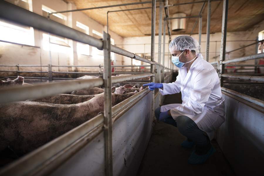 Controle de Salmonella e exig&ecirc;ncias de mercados internacionais ganham import&acirc;ncia estrat&eacute;gica na produ&ccedil;&atilde;o animal