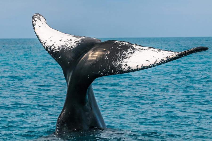Temporada de avistamento de Jubartes segue at&eacute; outubro em Prado - BA