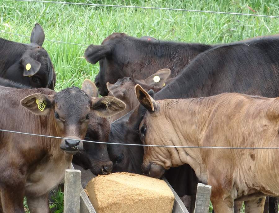 Sistema creep-feeding promove aumento da produtividade na bovinocultura de corte