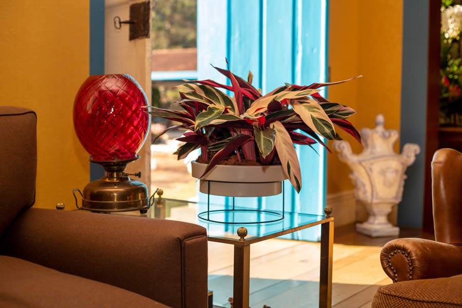 Plantas ornamentais diferenciadas dividem prateleiras com as flores para o Dia das Mães