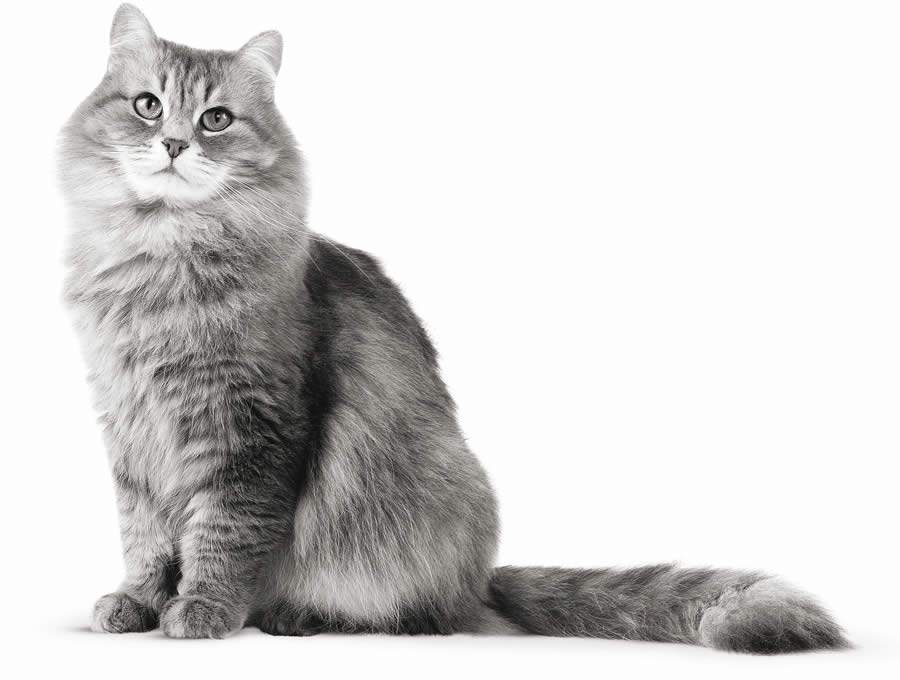 10 Curiosidades Que Você Provavelmente Não Sabe Sobre os Gatos