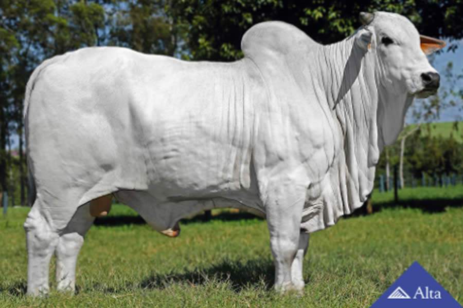 Alta conquista liderança do Sumário ANCP