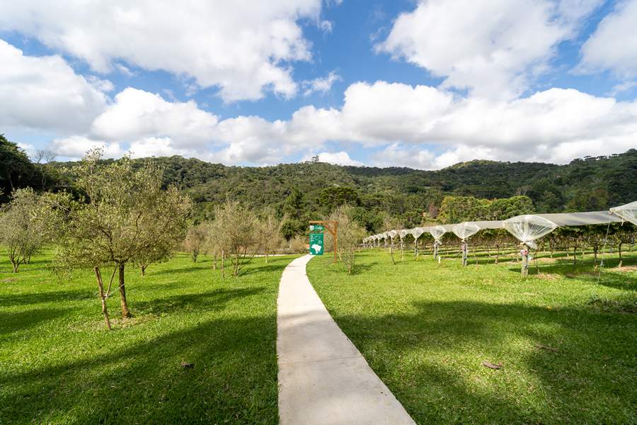  Vinícola Essenza mantém destaque internacional com prêmio conquistado no Olio Nuovo Days, na França - Régis Silva