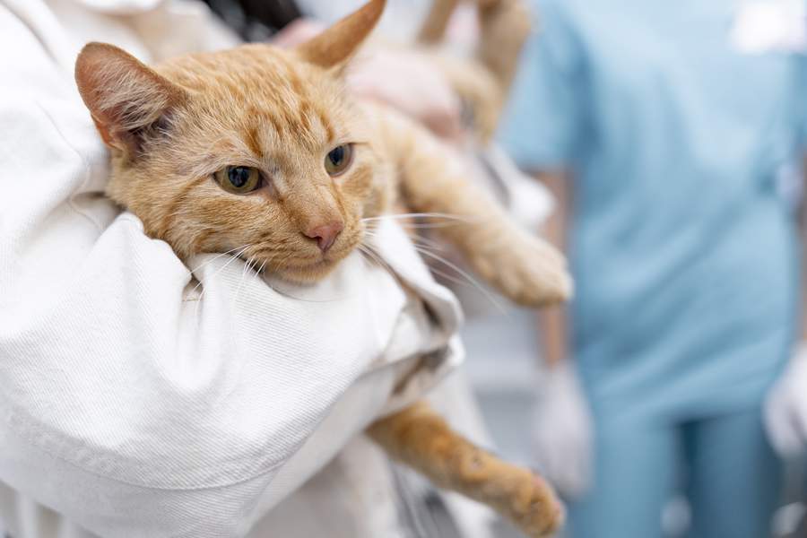  A leucemia viral felina (FeLV) é uma das doenças infecciosas mais relevantes e negligenciadas nos gatos - imagem: Freepik