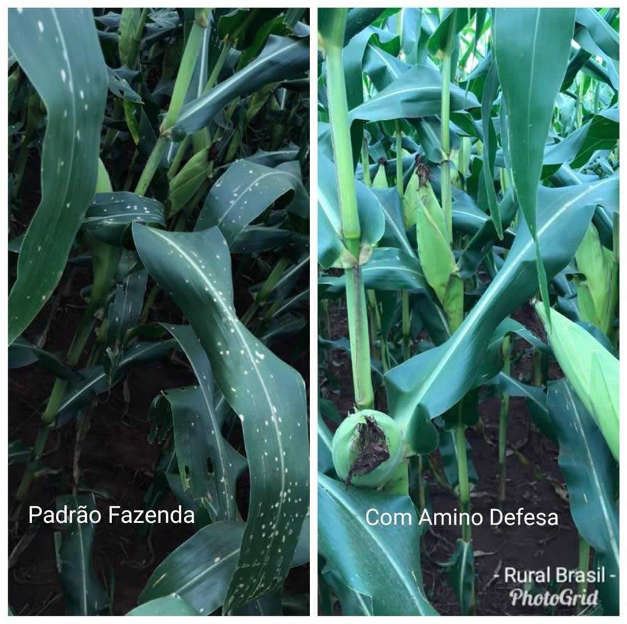 Quais os principais mecanismos de defesa da planta?