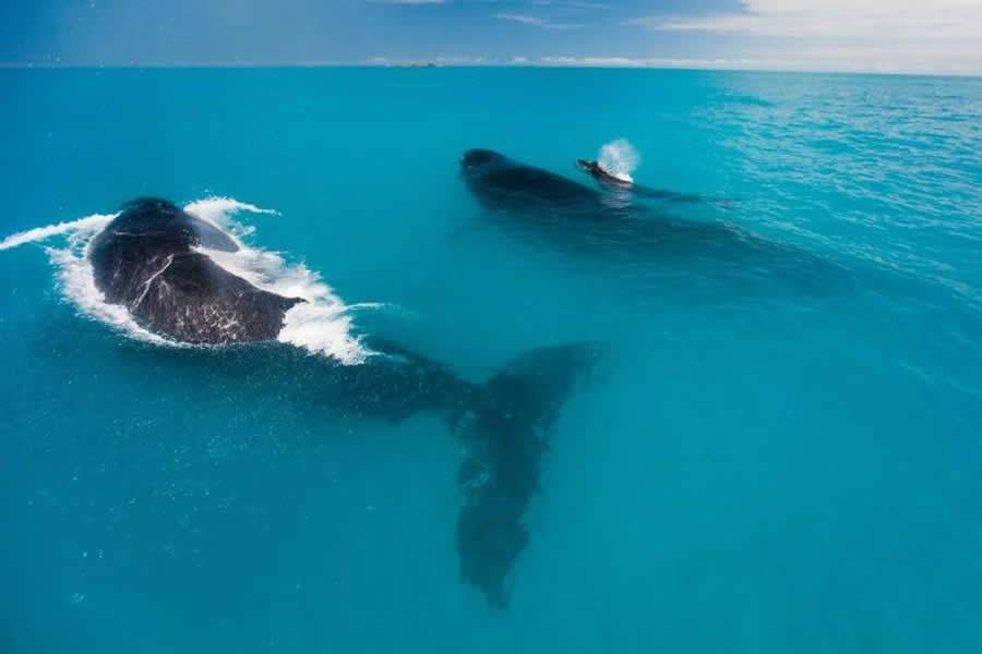 Cidade de Prado (BA) se prepara para chegada das baleias jubartes