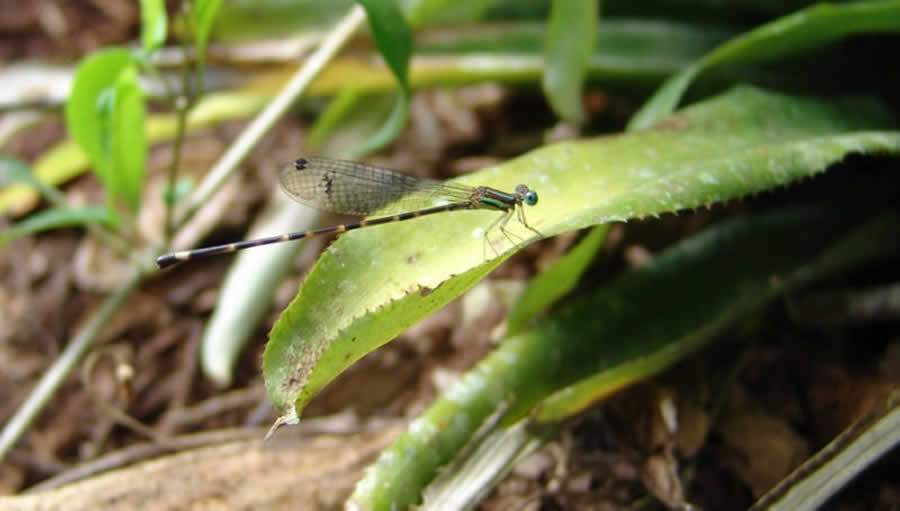 Leptagrion acutum (f&ecirc;mea) (Foto: Karina Furieri)