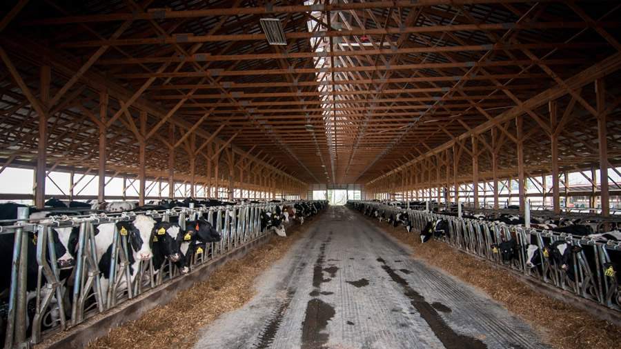 Correta secagem das vacas leiteiras é essencial para boa lactação futura