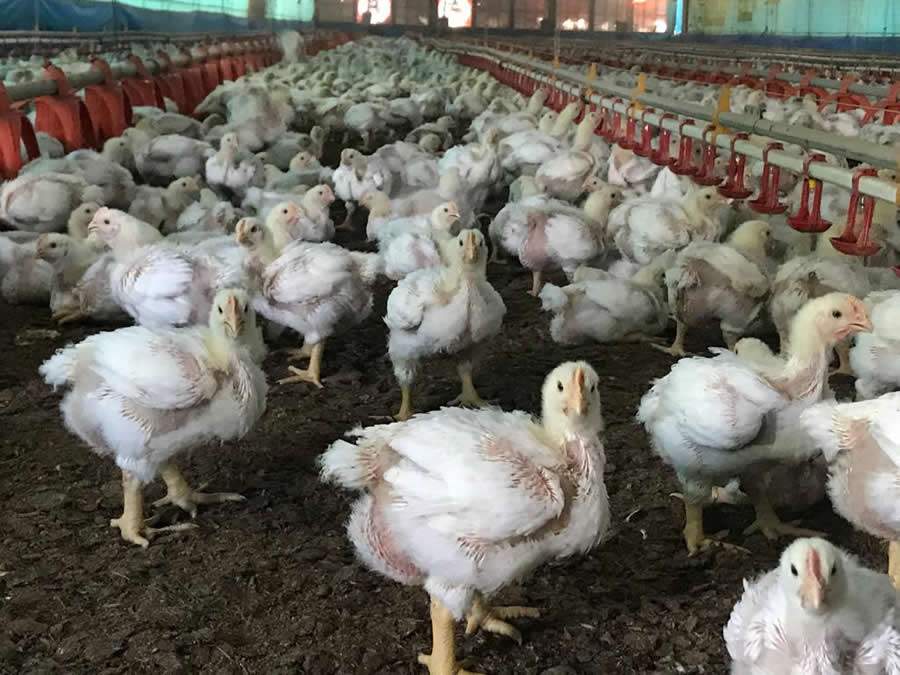 Auster-Multifuncional-prebioticos-melhoram-absorcao-de-nutrientes-e-fortalecem-sistema-imune-de-frangos-de-corte-foto-divulgacao