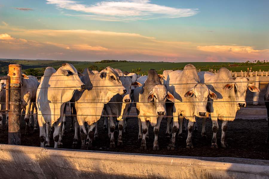 Tecnologia inovadora em ureia protegida eleva produtividade do rebanho