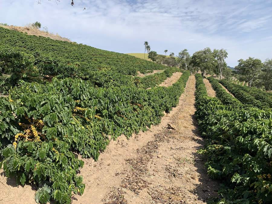 Multinacional apresenta protetor multissítio para cafeicultores mineiros