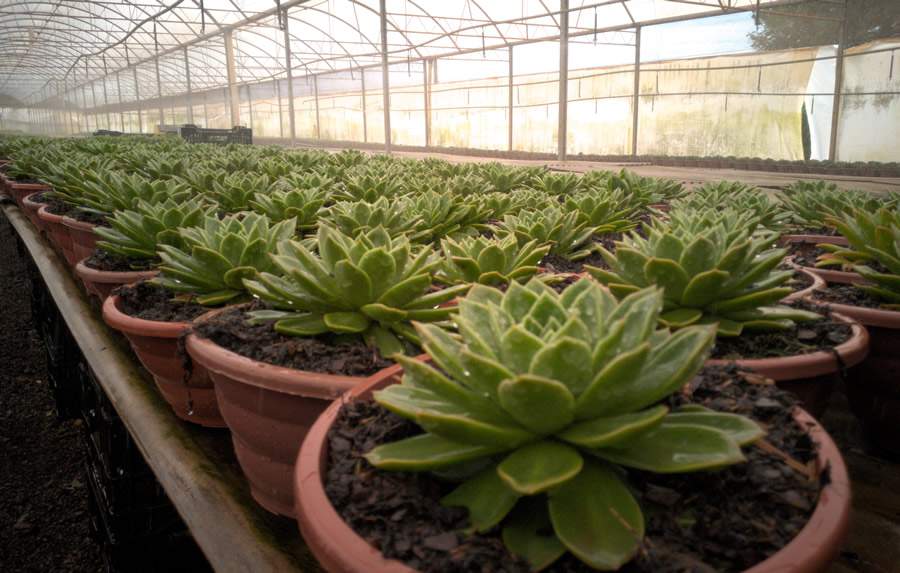 Irriga&ccedil;&atilde;o de Echeverias - Divulga&ccedil;&atilde;o