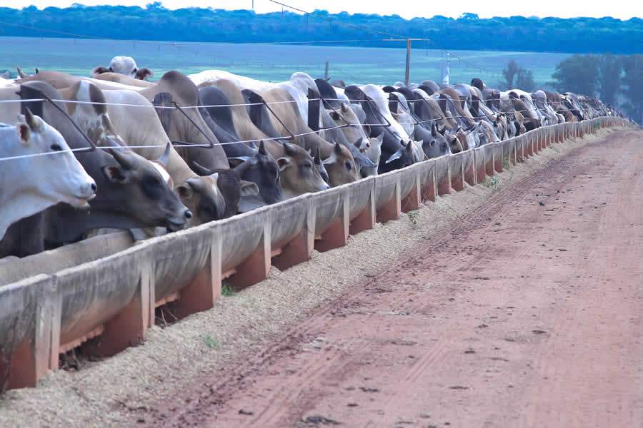 Usar antiparasitários de alta performance e baixo período de carência é ideal para fase de terminação dos bovinos