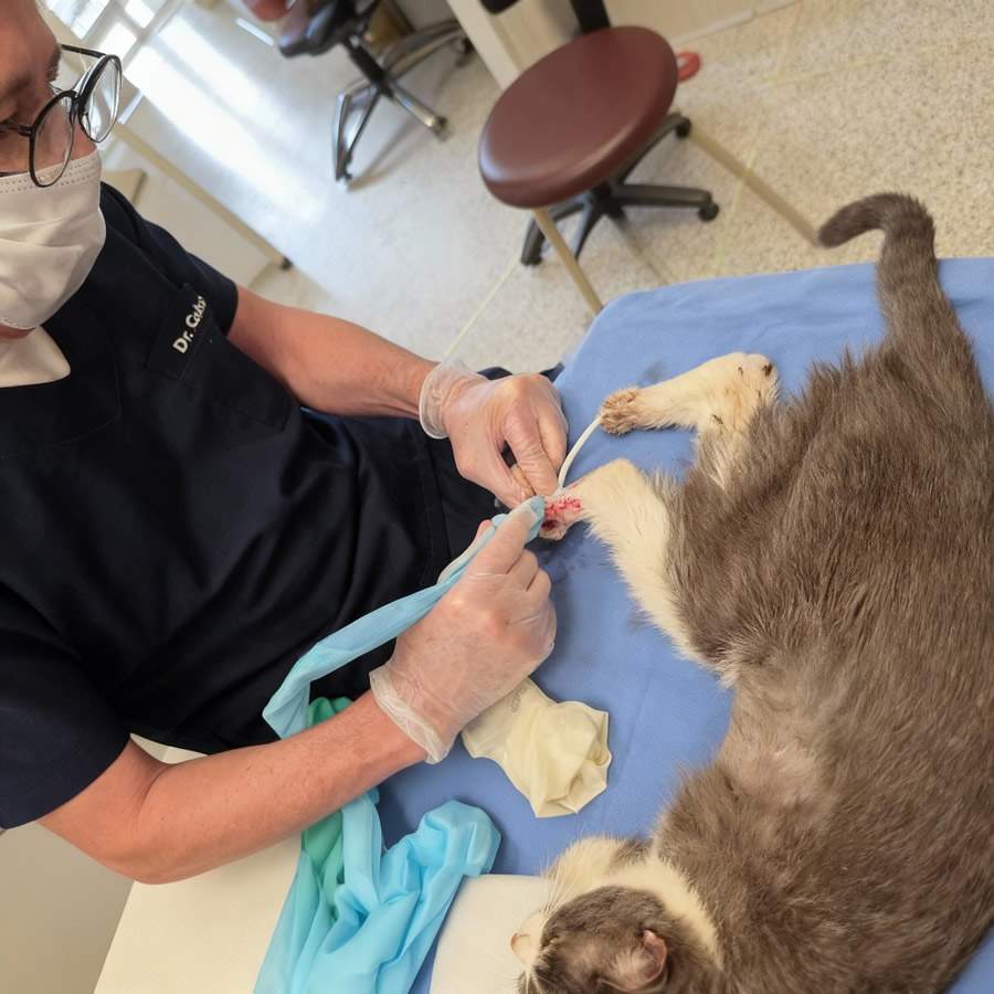 Surto de doença fúngica em gatos ameaça saúde pública e traz riscos para tutores de Pets e profissionais da área veterinária