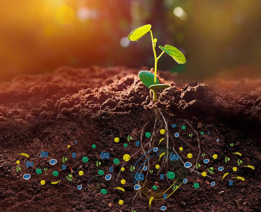 Desafio Microbioma Brasil 2020/21 supera expectativa de inscritos e propõe aprimorar o sistema produtivo