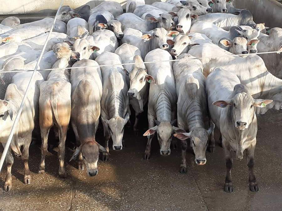 Circuito Nelore de Qualidade: confira o resultado da etapa de Pimenta Bueno (RO)