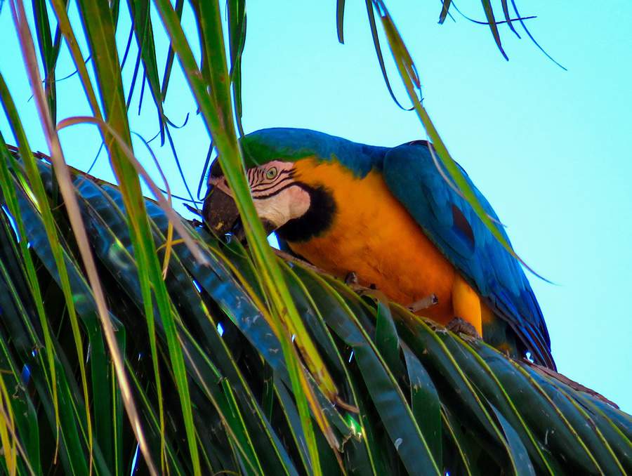 17 de julho &eacute; o dia de prote&ccedil;&atilde;o &agrave;s florestas: conhe&ccedil;a tr&ecirc;s iniciativas para manter a Amaz&ocirc;nia em p&eacute;