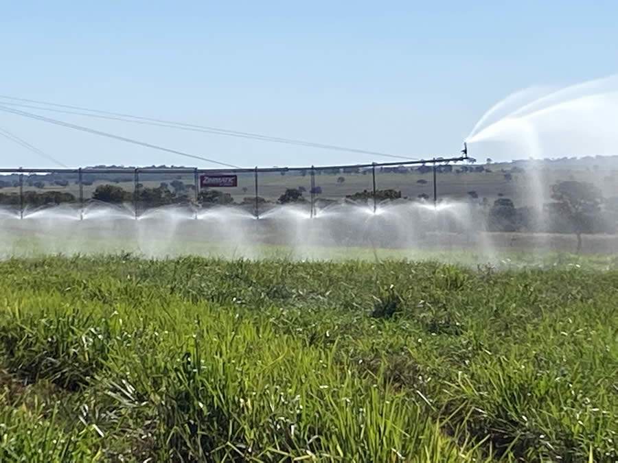 Irriga&ccedil;&atilde;o come&ccedil;a a transformar solos arenosos em paisagens verdes