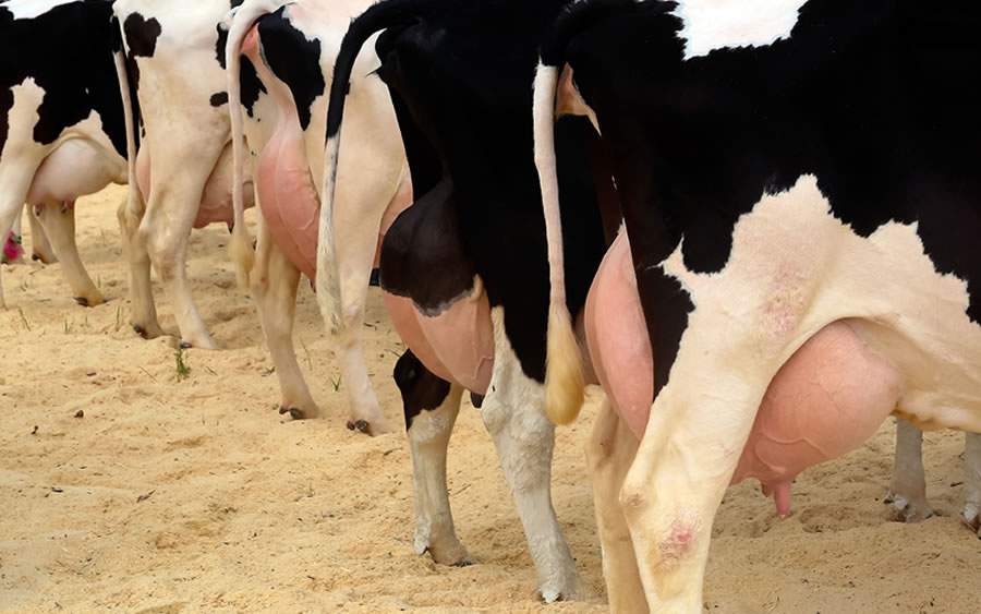 Mastite: enfermidade afeta a produção de leite, prejudica o bem-estar dos animais e causa enormes prejuízos à fazenda