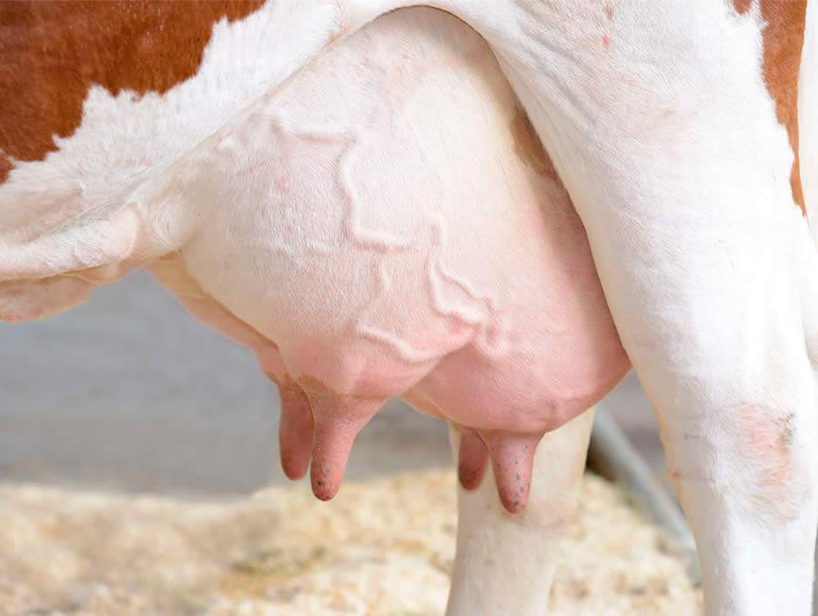 Chuva e calor representam combinação perfeita para aumento de mastite, doença que causa o maior prejuízo econômico à pecuária de leite