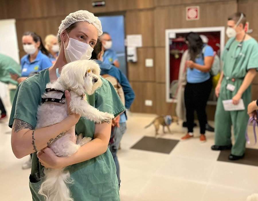 C&atilde;es e seus tutores voltam a levar conforto aos pacientes e profissionais da sa&uacute;de - Cr&eacute;ditos: Divulga&ccedil;&atilde;o