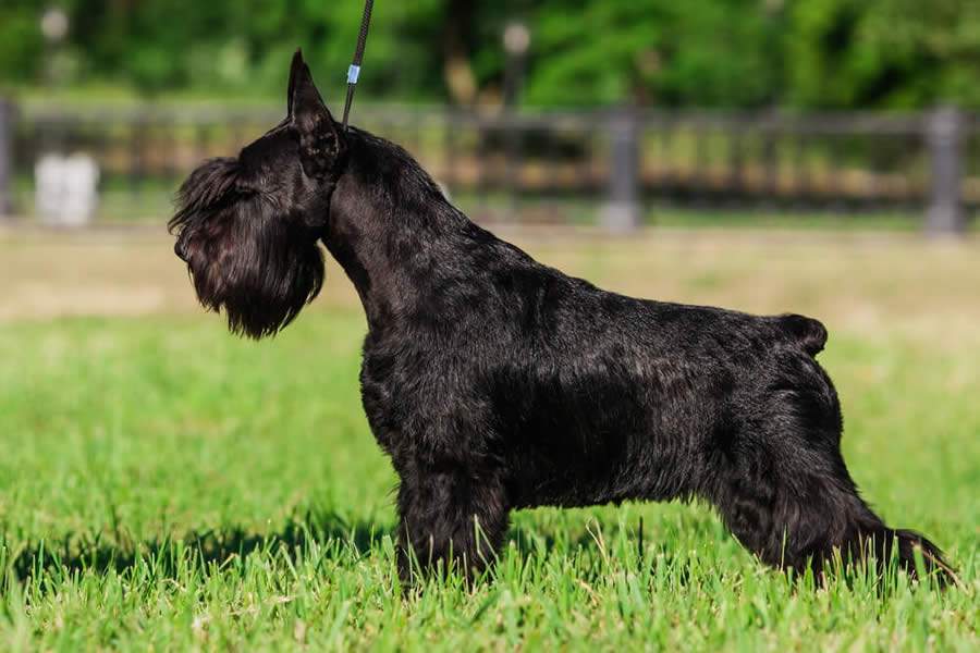 Sa&uacute;de Animal: Cortar o Rabo dos C&atilde;es &eacute; Crime