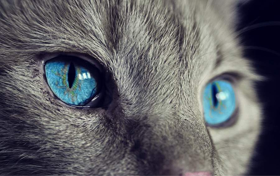 Você sabe quais são os sintomas das verminoses em felinos?