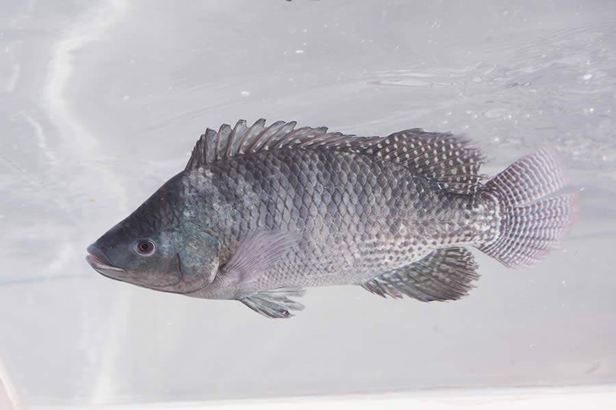 Tilápia não ameaça espécies nativas e contribui para geração de renda e alimentos, de maneira sustentável, aponta artigo da revista Science