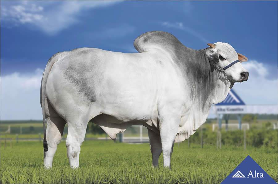 O maior reprodutor Nelore vai se aposentar