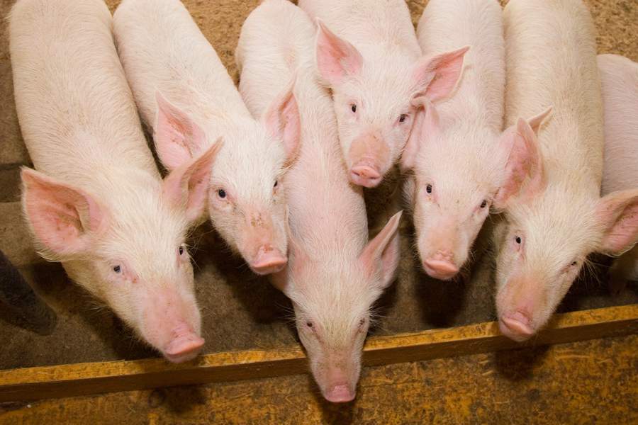 Nutrição e imunidade caminham juntas para manter saúde e produtividade de suínos