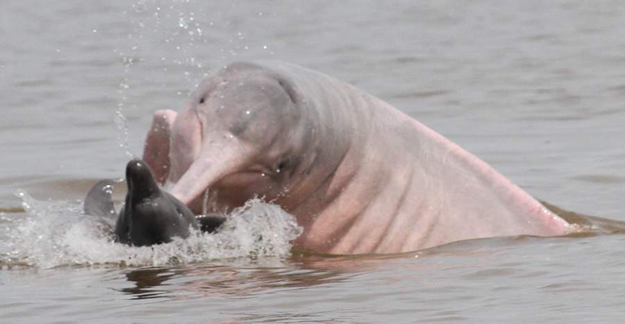 Foto: Projeto Boto. Divulga&ccedil;&atilde;o Funda&ccedil;&atilde;o Grupo Botic&aacute;rio