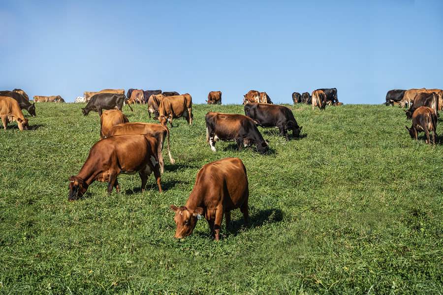 BELGO-Pecuaria-leiteira-Belgo-Leite-Agroleite-2022-Credito-Divulgacao