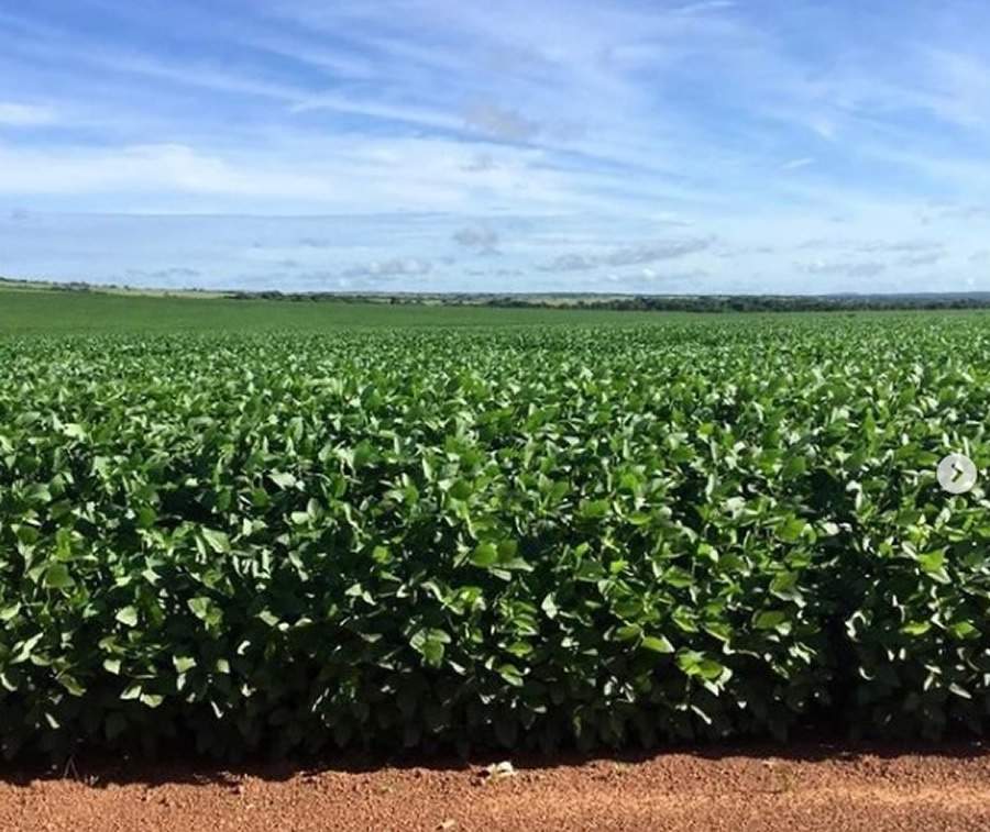 Segundo especialista, procura por terras dobrou em raz&atilde;o da valoriza&ccedil;&atilde;o das commodities - Divulga&ccedil;&atilde;o