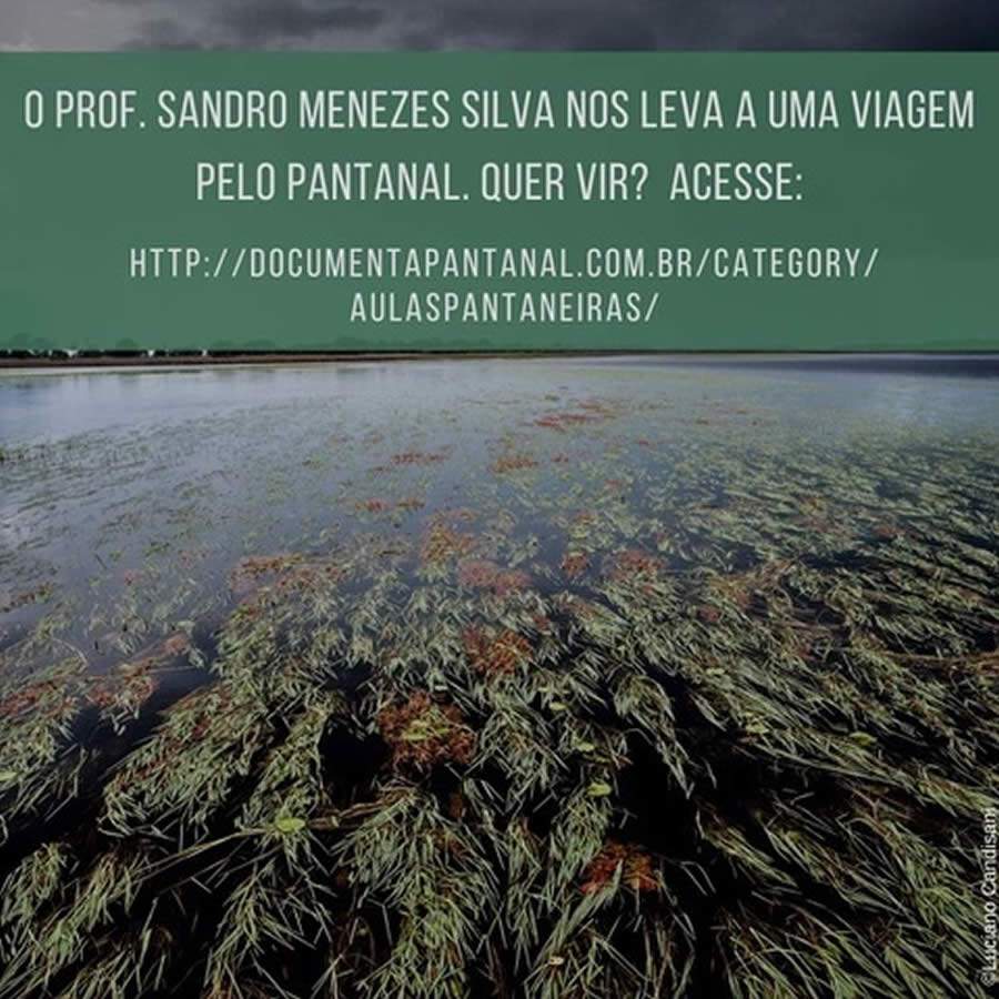 “Documenta Pantanal’ Disponibiliza Série De Aulas On-Line do Professor Sandro Menezes Silva Sobre Fauna e Flora da Região
