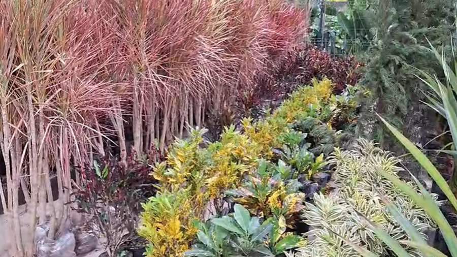 Dracenas e Crotons oferecem cores e formatos diversos - Divulga&ccedil;&atilde;o
