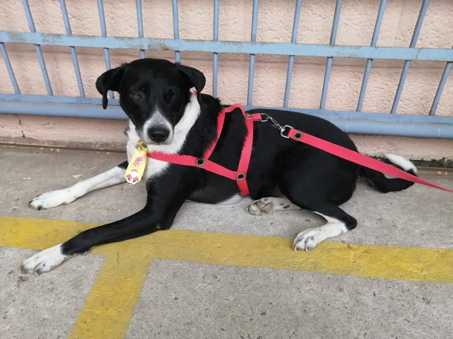 Maxi Feira de Adocao - junho 2022