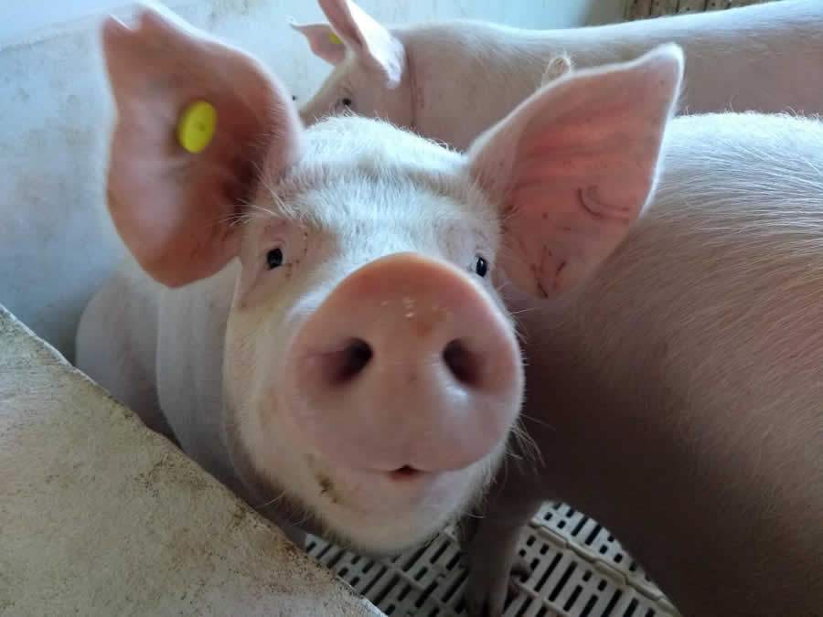 População de moscas aumenta nas granjas nos meses mais quentes. Combate tem de ser nas suas fases iniciais