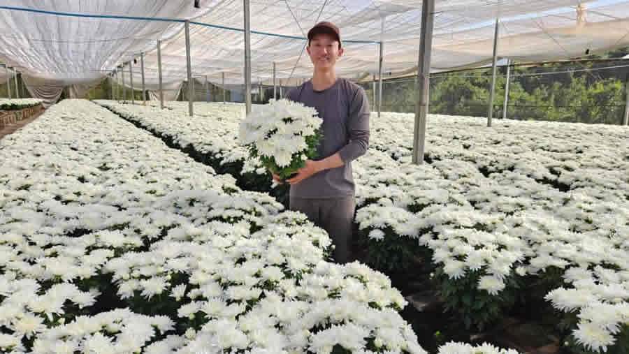 Caio Shiroto, da Flora Shiroto, aumentou 20% a produção de crisântemos para atender a demanda - Divulgação