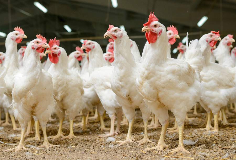 O uso de aditivos anticoccidianos como ferramenta de controle e prevenção da coccidiose na avicultura foi objeto de um estudo desenvolvido em granjas de Minas Gerais.