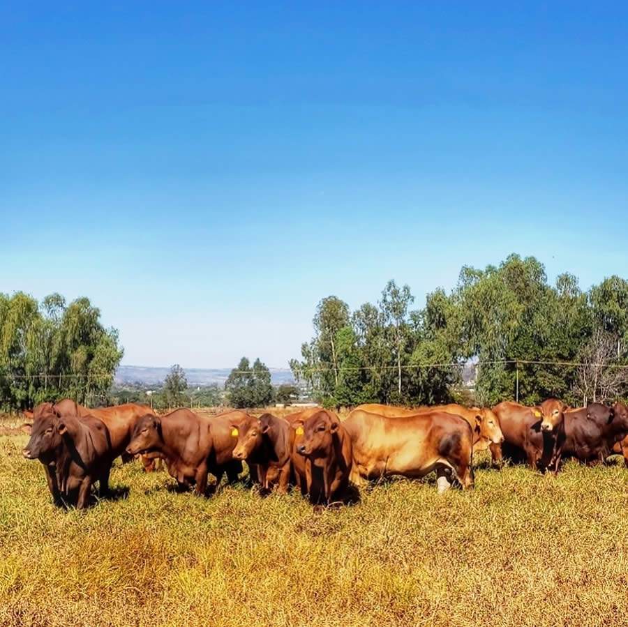 Raça Montana utiliza genômica para avaliar machos nascidos em 2019