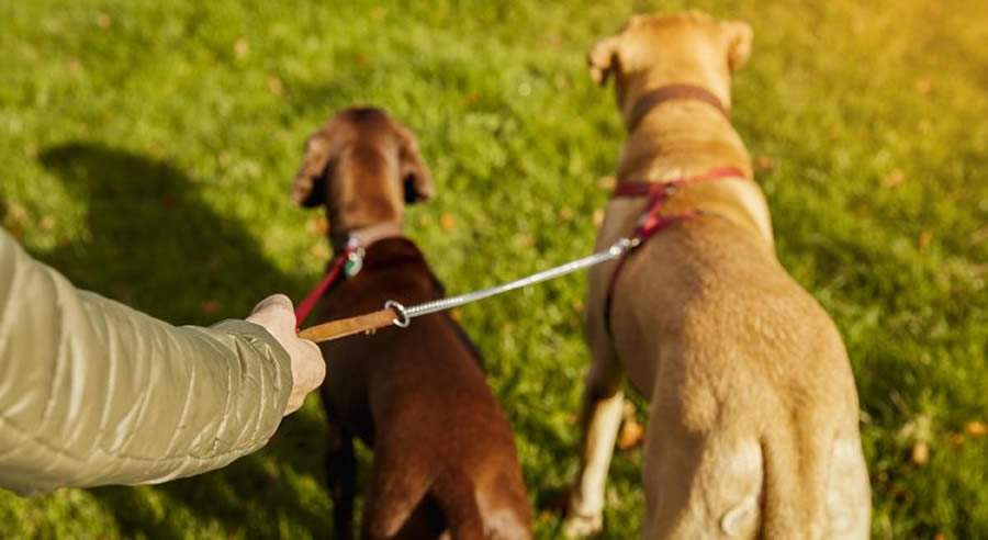 Passeios respons&aacute;veis com c&atilde;es e gatos: veterin&aacute;rio do CEUB d&aacute; dicas para garantir a seguran&ccedil;a de animais na rua