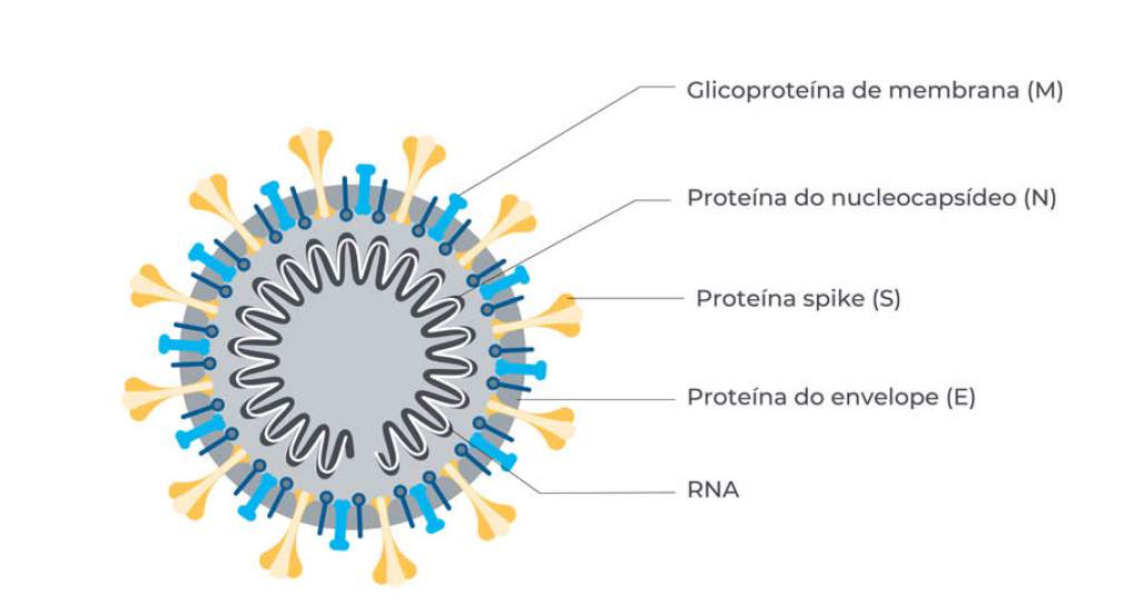 Covid-19: o protagonismo da Proteína Spike