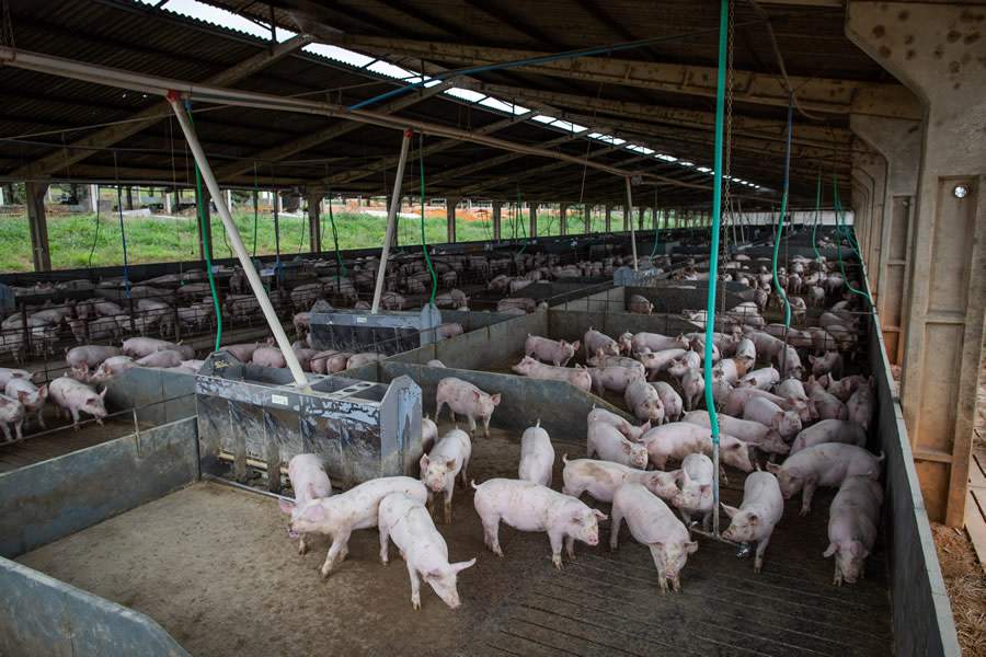 Foto: Wenderson Araújo – Confederação da Agricultura e Pecuária do Brasil (CNA)