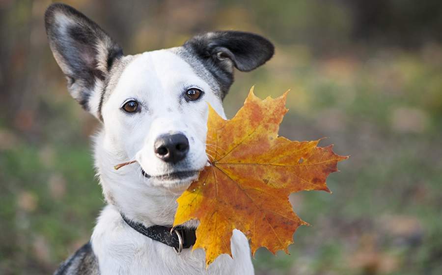 Descubra dicas para diminuir a queda de pelos dos pets durante o outono