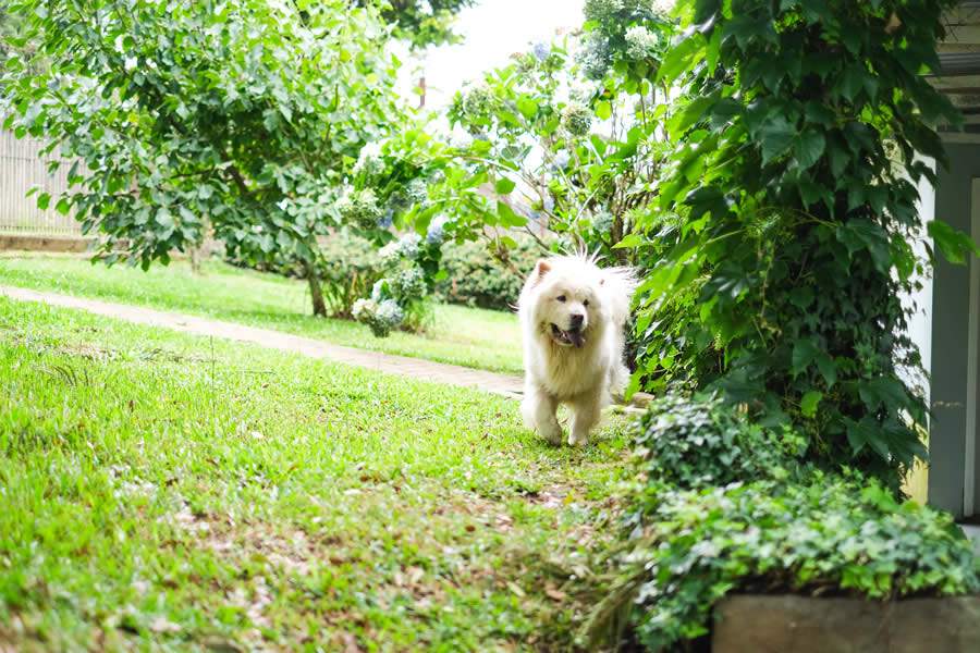 Pet se exercitando - Divulga&ccedil;&atilde;o/TioChico