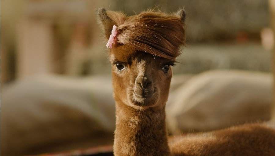 Publicidade do Novo SUV Citro&euml;n C4 Cactus destaca o novo perfil das fam&iacute;lias na atualidade com doses extras de fofura