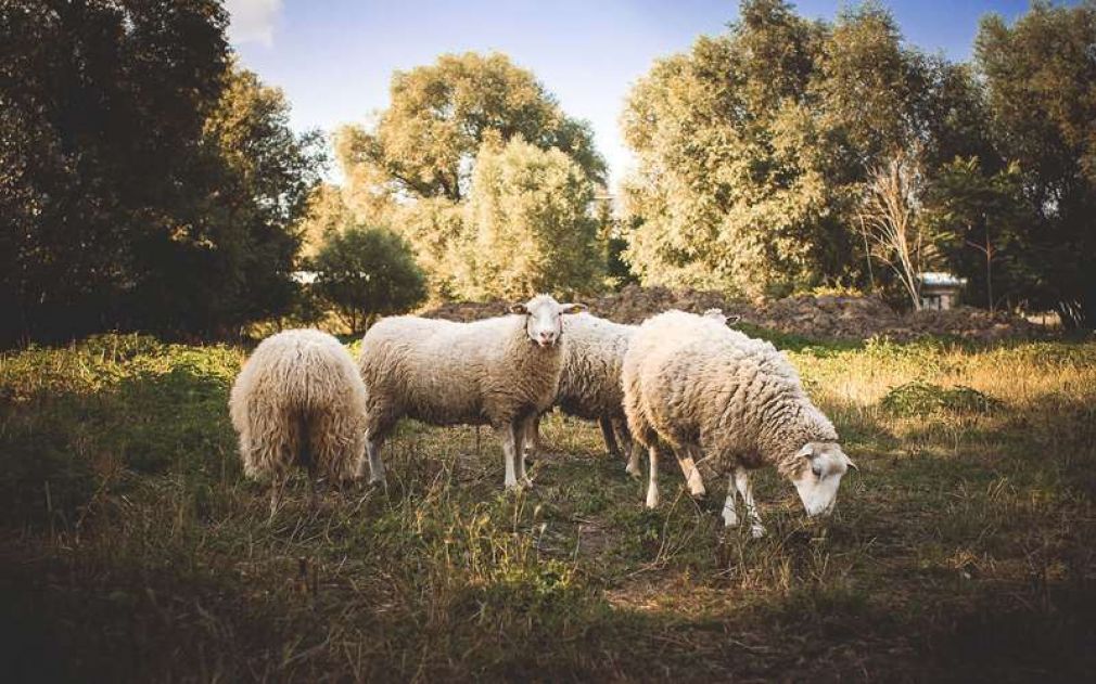 Seguro rural: animais assegurados minimizam prejuízos na pecuária