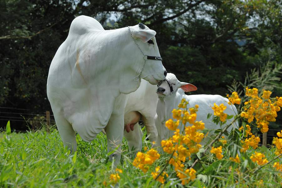 Casa-Branca-leva-destaques-de-sua-selecao-Nelore-ao-Leilao-Elo-de-Raca-na-Expozebu-foto-divulgacao
